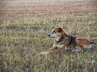 Fototapeta na wymiar brown dog sitting on grass field