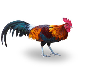 Colorful Rooster isolated on white background