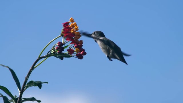 Hummingbird Feeding on Milkweed Flower Slow Motion 2000fps