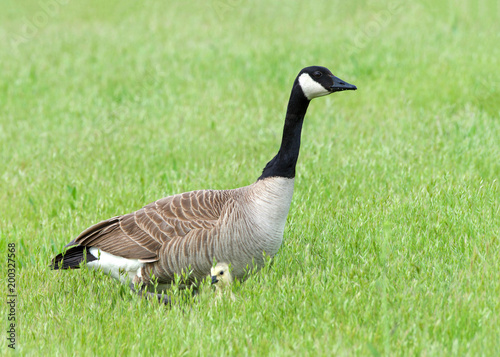 canada goose natural predator canada goose natural predator