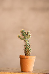 Baby cactus in pot