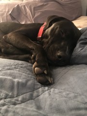 Jake sleeping © Michael