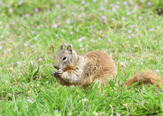 Naklejka na ściany i meble One brown ground squirrel sitting in green grass. California ground squirrels are often regarded as a pest in gardens and parks, since they will eat ornamental plants and trees.