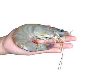 Jumbo cooked prawn or tiger shrimp in hand isolated on white background. Image of white shrimp the animal economy fresh shrimp selected shrimp for export.