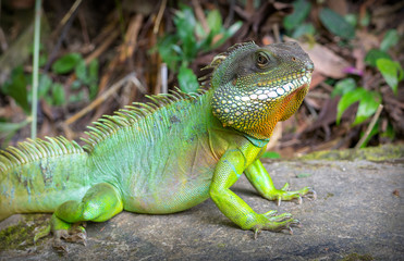 Indo chinese water dragon / Physignathus cocincinus. Thailand's big lizard.