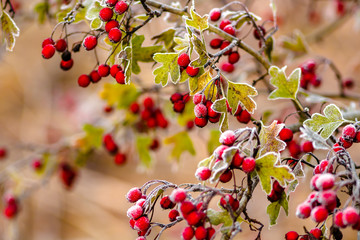 Red hawthorn berries on a frosty morning in November
 - obrazy, fototapety, plakaty