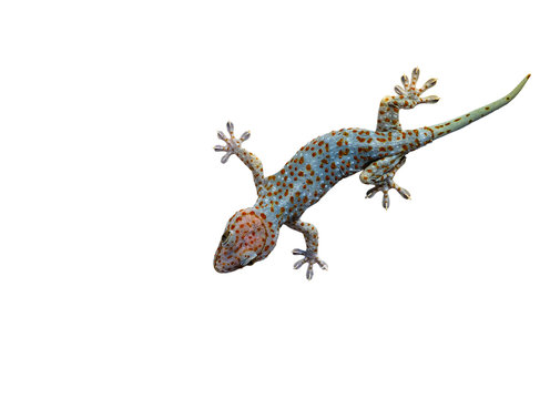 Gecko on wall top view isolated on white background with clipping path.