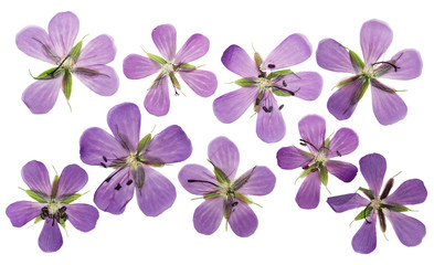 Pressed and dried flowers geranium pratense, isolated on white