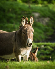 donkey