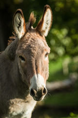Donkey