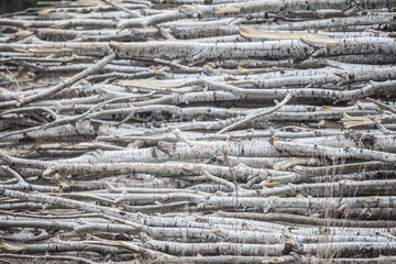 Wood Pile