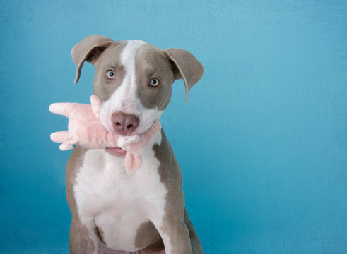 Adorable Pit Bull Puppy Holding Toy in Mouth