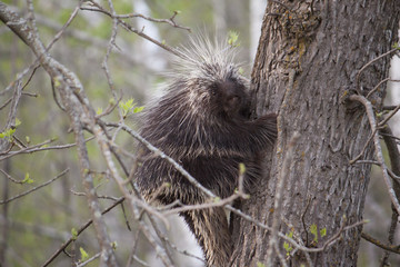 Porcupine
