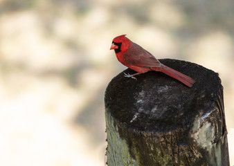vibrant red cardinal pauses for a picture