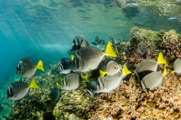 Fototapeta premium (Prionurus punctatus) Yellowtail Surgeonfish. reefs of the Sea of Cortez, Pacific ocean. Cabo Pulmo, Baja California Sur, Mexico.