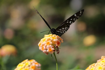 ちょうちょの食事