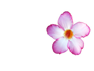 Close up of Tropical flower Pink Adenium. Desert rose on isolated white background with clipping path