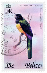 Citreoline Trogon Bird on Belize Posstage Stamp