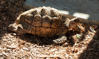 adult tortoise pauses for a picture