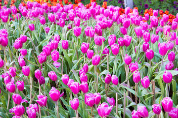 Obraz na płótnie Canvas Pink tulip flowers.