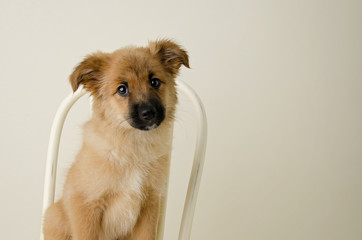 Sweet Fluffy Shiba Inu Puppy Sitting on Chair