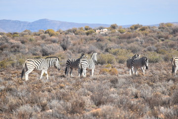 Fototapeta na wymiar Zebra 3