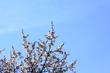 Apricot flowers are blooming in spring