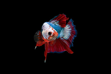 The moving moment beautiful of siam betta fish in thailand on black background. 