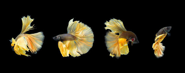 Beautiful siamese fight fish or exotic betta splenden on black background, isolated