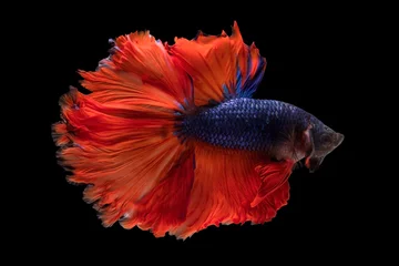 Stof per meter The moving moment beautiful of siam betta fish in thailand on black background. © Soonthorn