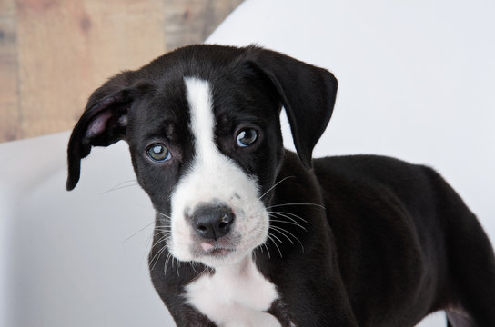 Adorable Black & White Pit Bull Mix Puppy