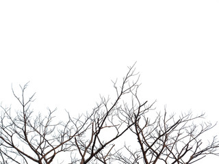 Leafless dry dead trees branch isolated on white background