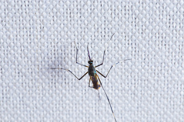 mosquito on white cloth