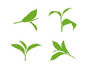 Fototapeta premium Set Of Green Tea Leaves, Nature Leaf
