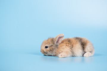 Yong small new born rabbit on blue background