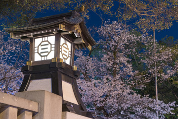 静岡県三島大社の夜桜