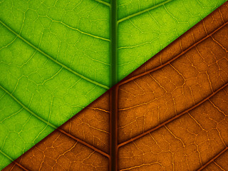 concept of nature and environment with green and dry leaf.