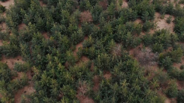 Aerial View from drone of forest with green trees. Shot over the north european wood. Cinematic tonned.