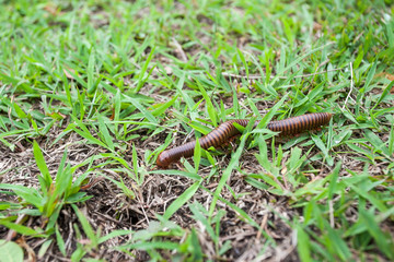 millipede on green grass