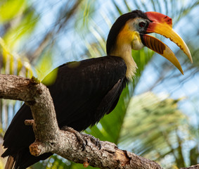 hornbill is perched high on a sunny day