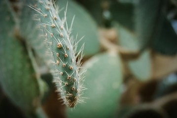 close up on cactus needles