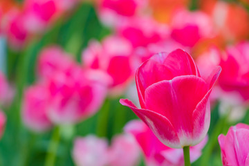 横浜公園の色とりどりのチューリップ