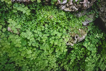 clovers growing on stony wall