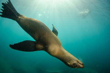 Californian sea lion (Zalophus californianus) swimming and playing in the reefs of los islotes in Espiritu Santo island at La paz,. Baja California Sur,Mexico.