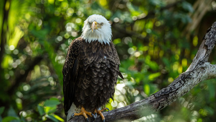 american bald eagle has spotted you from his perch