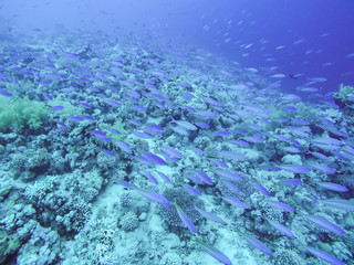 Lots of fish and corals during snorkeling in Sharm el Sheikh, Egypt.