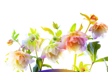 カラフルなクリスマスローズ