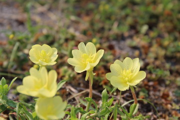 コマツヨイグサ