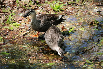赤城山覚満淵のカルガモ