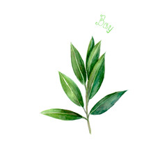 Bay leaves herb spice isolated on white background
